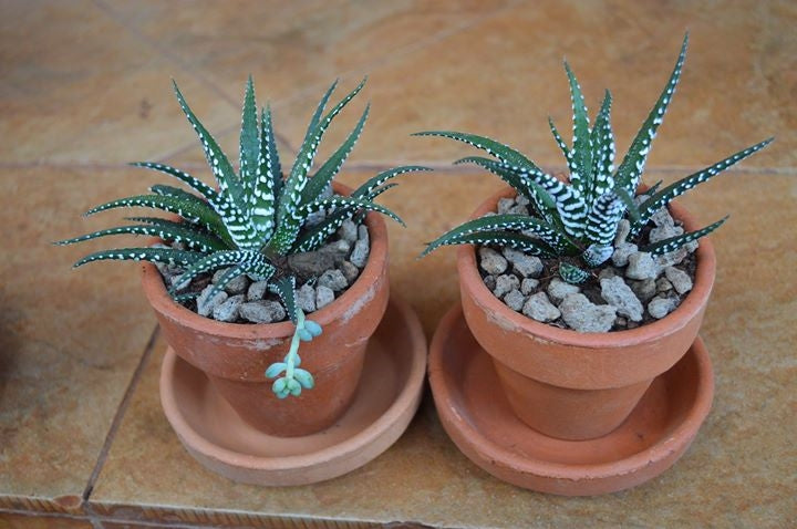 CLASSIC SERIES (excl. of plant)